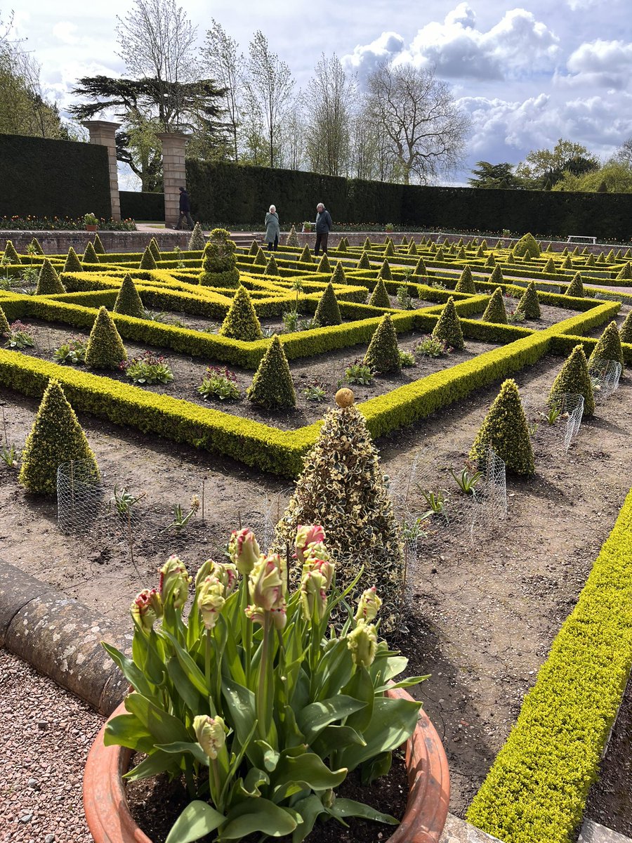 Parterres - should they be filled with plants? Or are the hedging/topiary shapes and layout enough of a feature in themselves? I’m never sure about alll that empty soil myself, though I suspect there were originally more tulips in this one and they’ve been eaten. #gardening