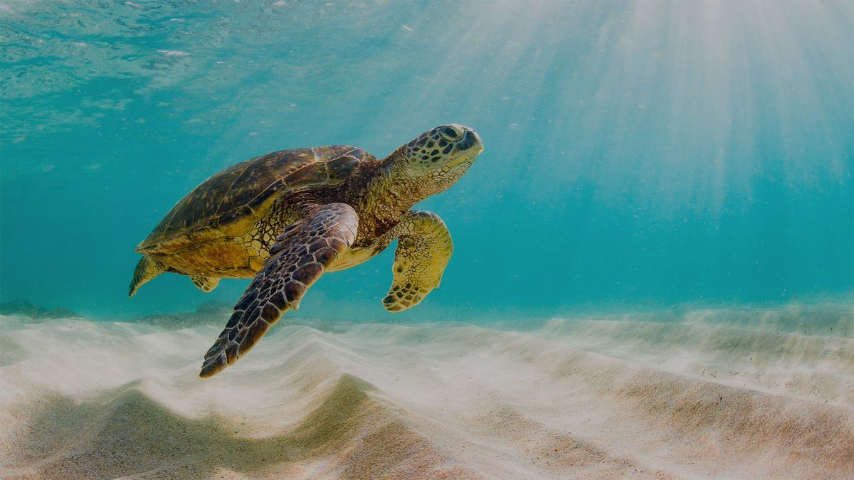 _GCS_'s tweet photo. Thanks to #conservation efforts, the #Ulithi Atoll or Turtle Islands are now free from invasive species facilitating the recovery of the Micronesian Green Sea #Turtle and other native species! 

 #conservationoptimism  #LetNatureThrive Photo: Shutterstock

https://t.co/axznsd4iVI https://t.co/P1rcU8jD0a