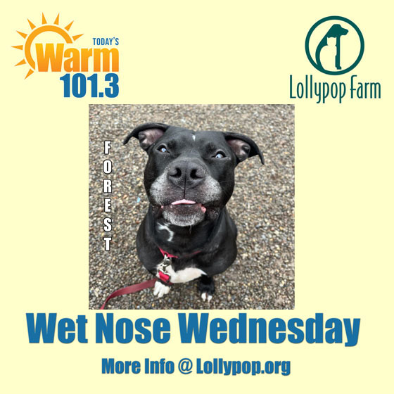 We're guesstimating that Forest is about 2 years old. Like most youngsters, he's full of energy, so a home that allows him plenty of outlets to work that off through physical exercise and mental stimulation is his dream. To find out more, hit up @LollypopFarm #WetNoseWednesday