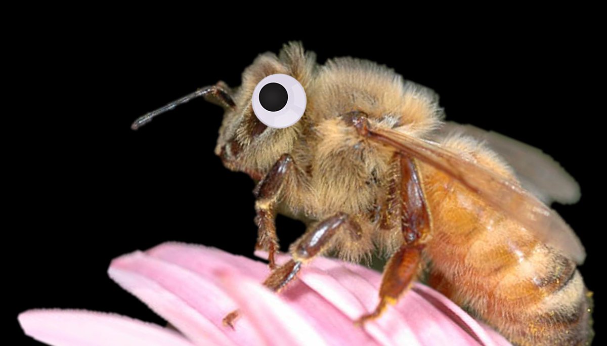 Honey bee stressors everywhere all at once! Our new <a href="/BeeCsi/">BeeCSI</a> study in <a href="/CurrentBiology/">Current Biology</a>, finds that stressor networks in honey bee colonies are complex and dependent on crop and region <a href="/AmroYorkU/">Amro Zayed</a> <a href="/BeesYork/">BeesYU</a> <a href="/lenjf/">Leonard Foster</a>. Read more here: authors.elsevier.com/c/1ixih3QW8S6E… [doi.org/10.1016/j.cub.…]