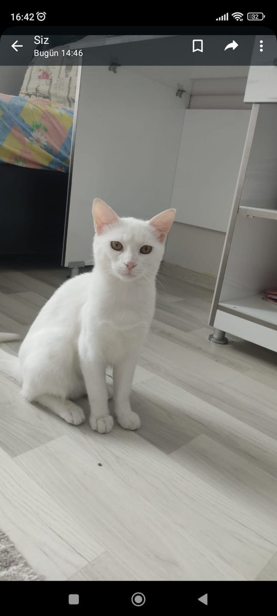 7 aylık Erkek Ankara kedisi yuva arıyoruz Şanlıurfada şuanda farklı şehirden isteyen,takip ve kısırlaştırma şartlarını kabul eden olursa naklini sağlayabilirim