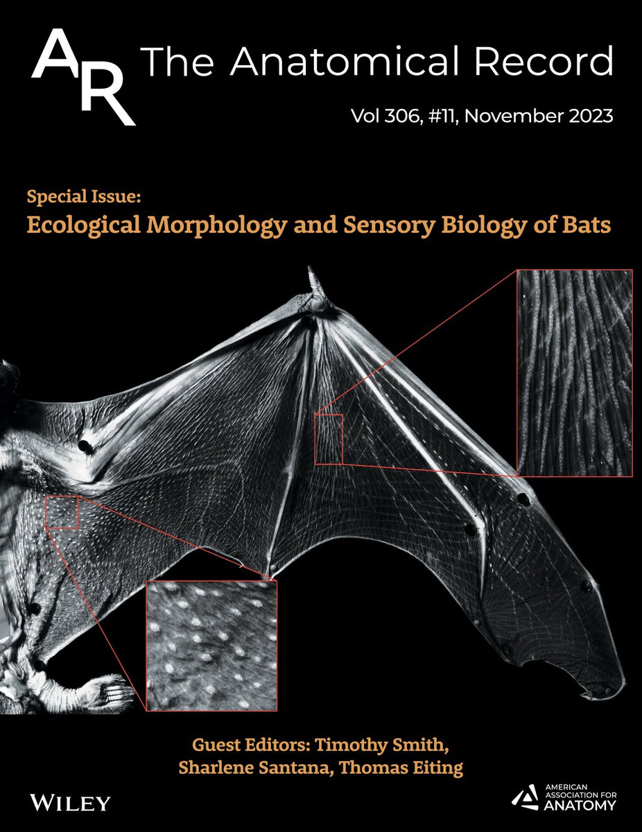 It's International Bat Appreciation Day! Did you know we recently published an entire issue dedicated solely to bats? Guest Edited by @SESantanaM, @TimSmit02313649 & Tom Eiting. Check it out here: anatomypubs.onlinelibrary.wiley.com/toc/19328494/2… #BatAppreciationDay #Bats
