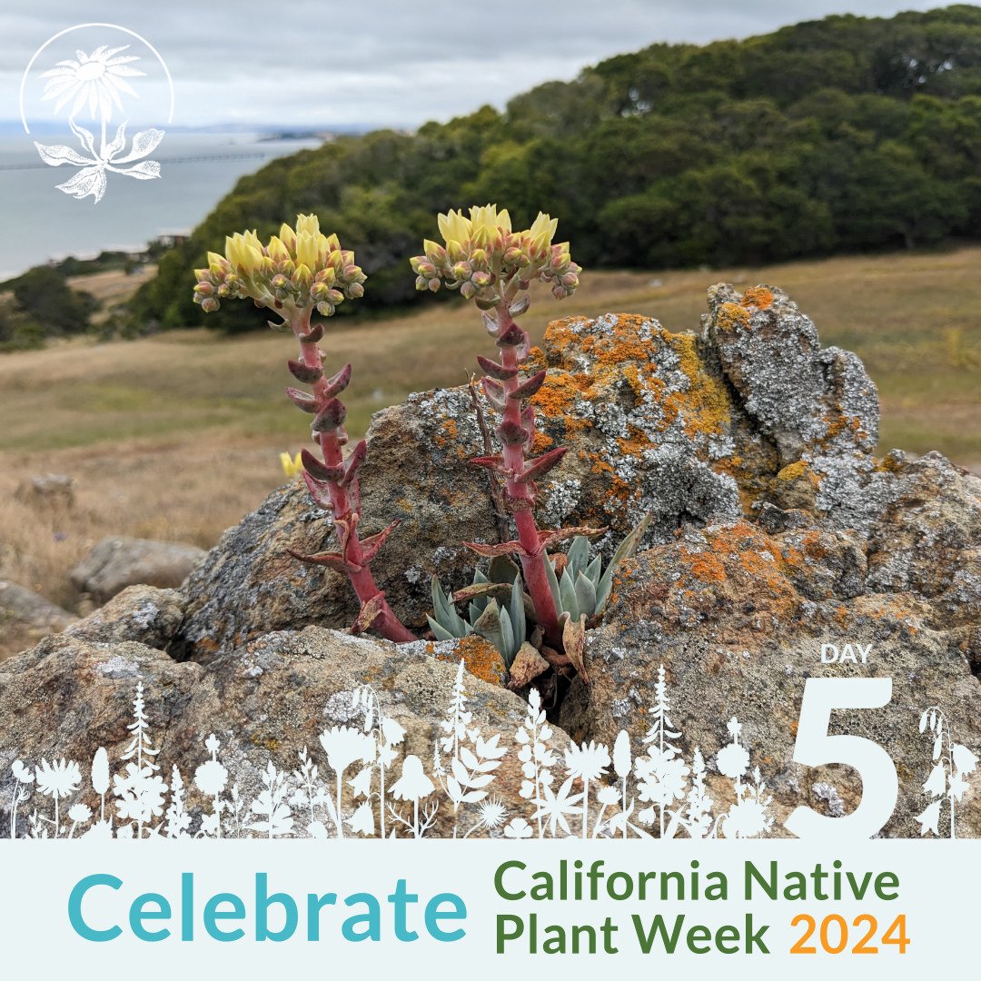 Day 5 of #CANativePlantWeek: Become an advocate for #NativePlants.  

Knowledge is power, and you can learn how to use the California Environmental Quality Act in #conservation efforts. Access the toolkit: bit.ly/49yXA26