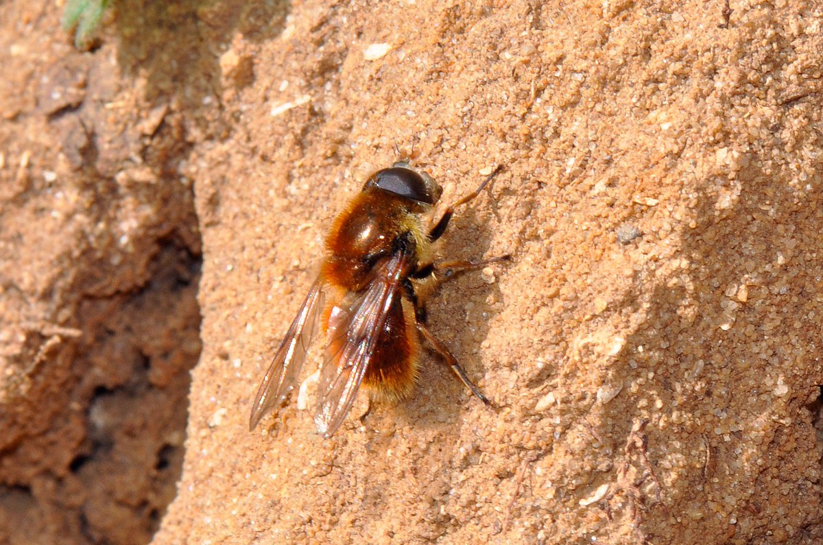 My first sighting of a male Cheilosia chrysocoma this year @BBOWT's Dry Sandford Pit, nr Abingdon. #FliesofBritainandIreland Must look for it at Chilswell Valley nr Oxford as it's often seen there as well. A great mimic of Tawny Mining Bee @gailashton @Ecoentogeek @StevenFalk1