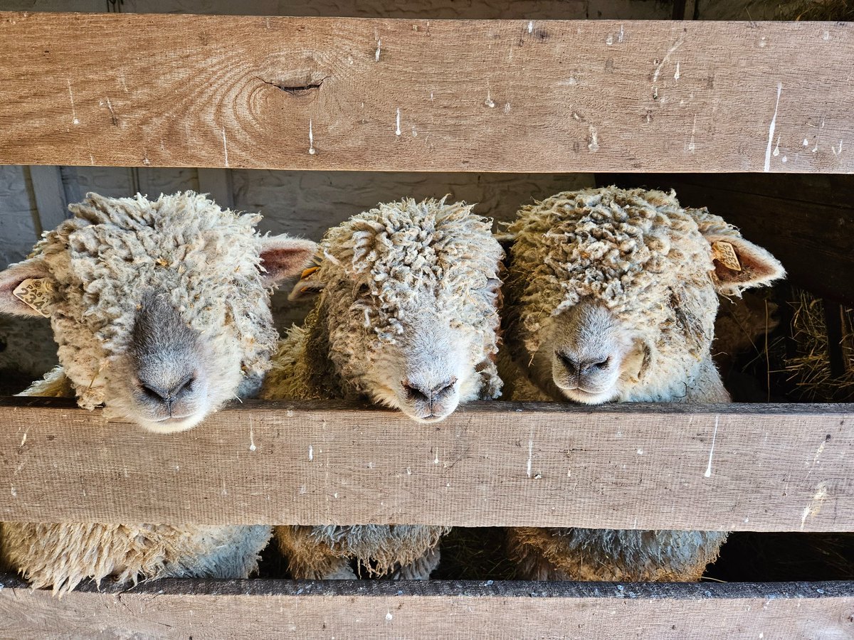 The summer heat is coming ... Does the thought of it make you want to chop all your hair off? Imagine if you were a sheep. Come watch the Peter Wentz Farmstead sheep get their sassy yet sensible warm weather cuts this Saturday, April 20, at 10 a.m. brnw.ch/21wIUxQ