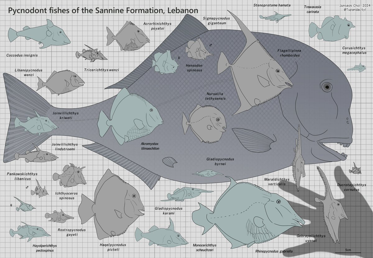 (Almost) all pycnodonts from Haqel, Lebanon. The early Cretaceous had a most diverse pycnodont genus and some of them were extremely weird. #fossilfishart #paleoart #sciart