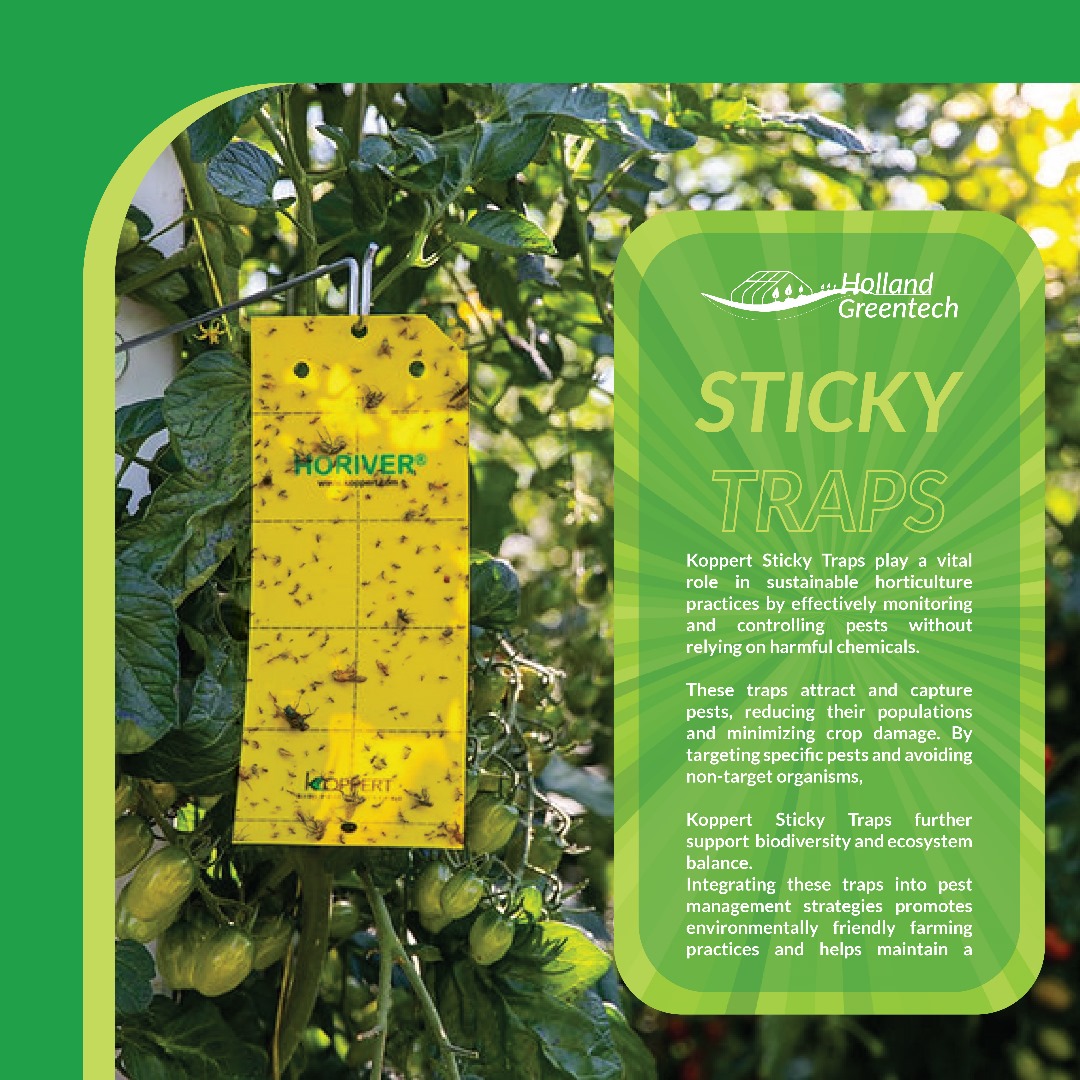 Sticky Traps are a very good tool for Pest monitoring. These help give insights on what infestation you have on your farm. They are very ideal for fruiting plants.
#pests #pestcontrol #pestmanagement  #fruits #Koppert #hollandgreentech