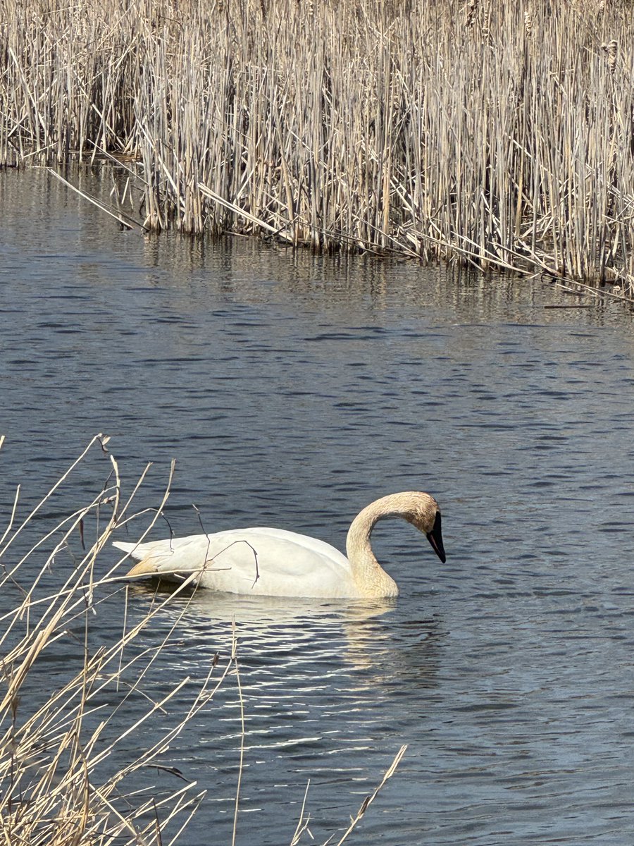 secondmarsh's tweet image. Two Trumpeter Swans seen dabbling in a stormwater pond located near #Oshawa #SecondMarsh. To learn more about Trumpeter Swans or their tags visit wyemarsh.com/swan-sightings.

#LoveTheMarsh  #NaturalHeritage #CulturalHeritage #OntarioWetlands