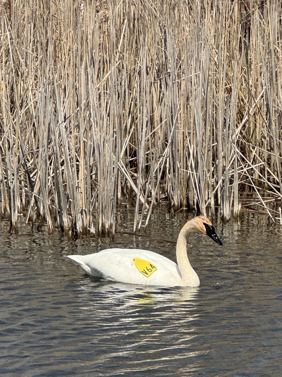 secondmarsh's tweet image. Two Trumpeter Swans seen dabbling in a stormwater pond located near #Oshawa #SecondMarsh. To learn more about Trumpeter Swans or their tags visit wyemarsh.com/swan-sightings.

#LoveTheMarsh  #NaturalHeritage #CulturalHeritage #OntarioWetlands