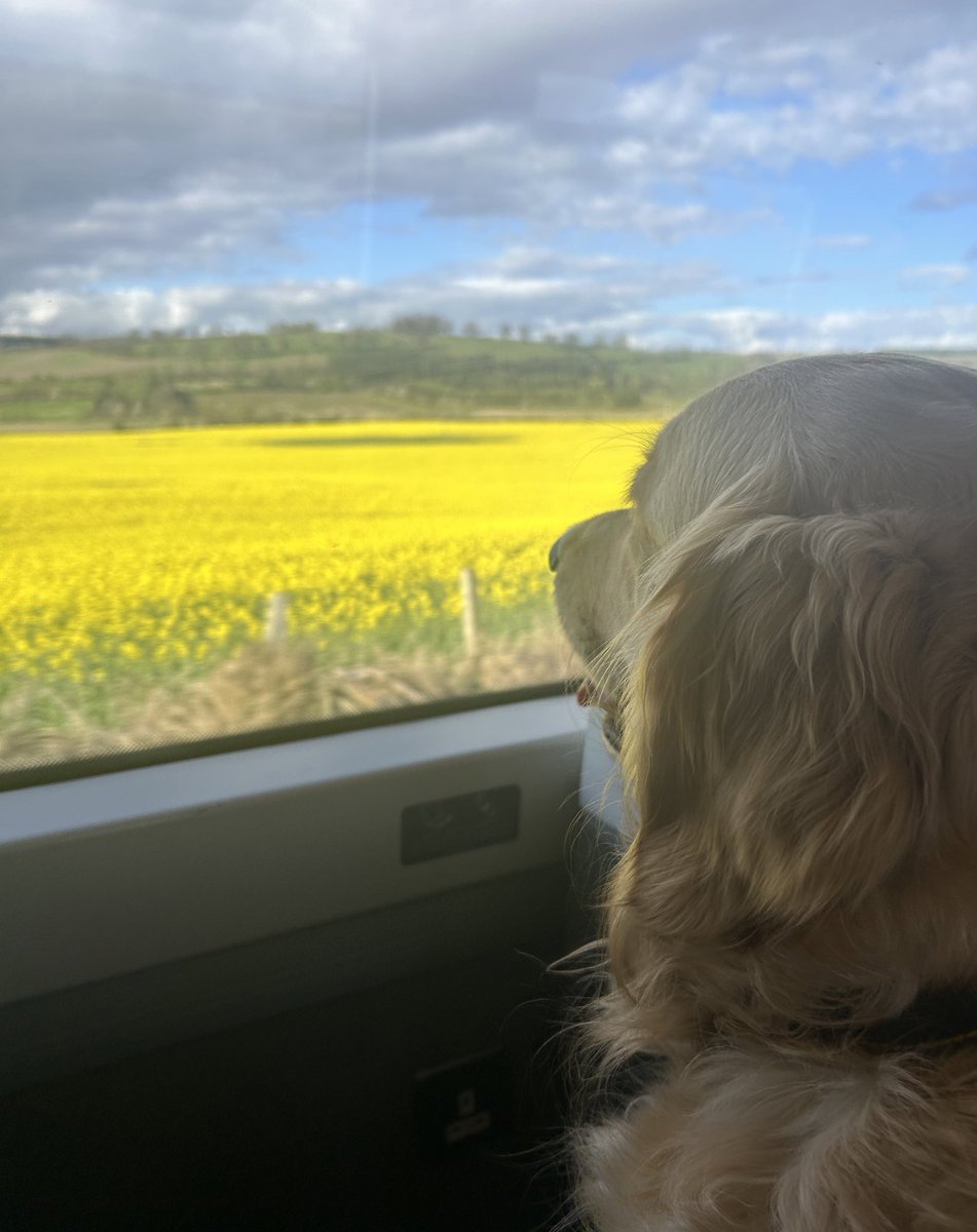Lil Rachett (@racho07) on Twitter photo Golden train ride this afternoon ๐ฆฎ๐ <a href="/ScotRail/">ScotRail</a> #goldenretriever #fieldsofgold Golden train ride this afternoon ๐ฆฎ๐ <a href="/ScotRail/">ScotRail</a> #goldenretriever #fieldsofgold