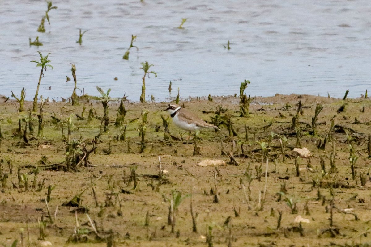 A nice surprise over at Barnham brooks this afternoon in the form of a Spoonbill. Also 1 Greenshank, 3 Redshank, 2 Little-Ringed Plover, 17 Little Egret, 1 Great White Egret and singing Whitethroat, Reed and Sedge Warbler. <a href="/SussexOrnitholo/">Sussex Ornithology</a> <a href="/SussexBirding/">Sussex Birding</a>