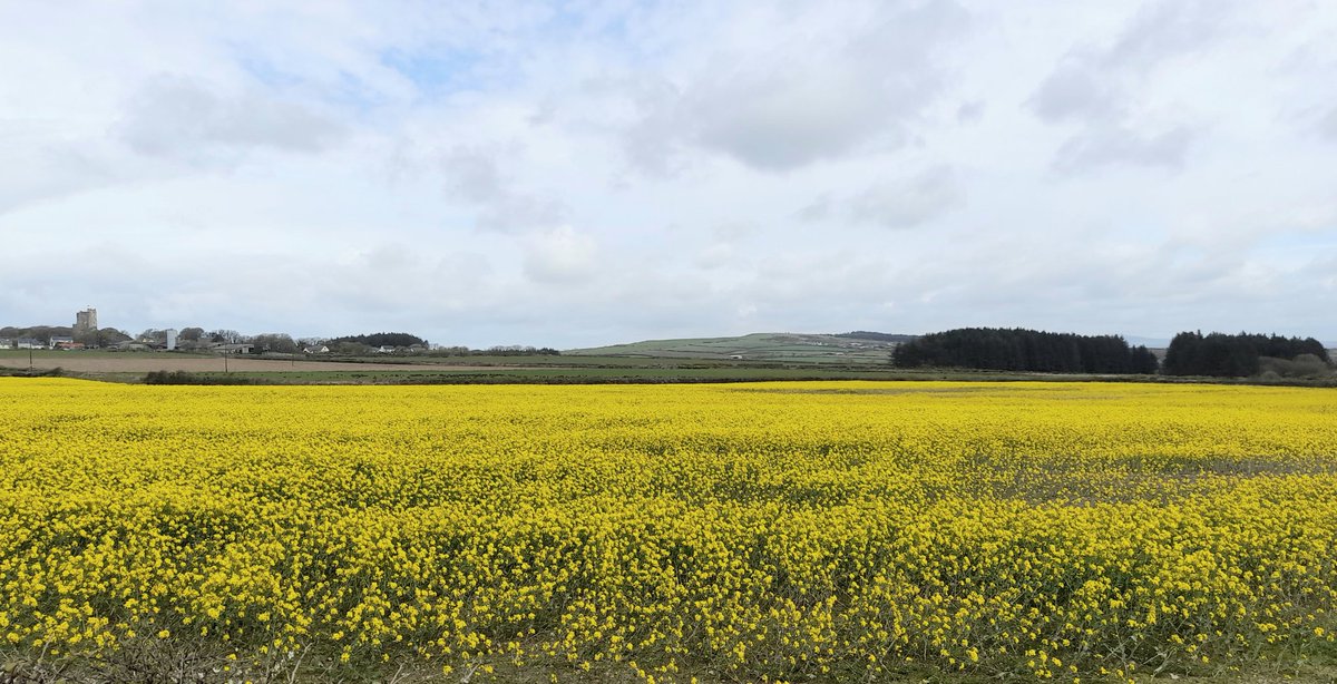Rapeseed field at the side of the road today 🚙🌾🌾🌾