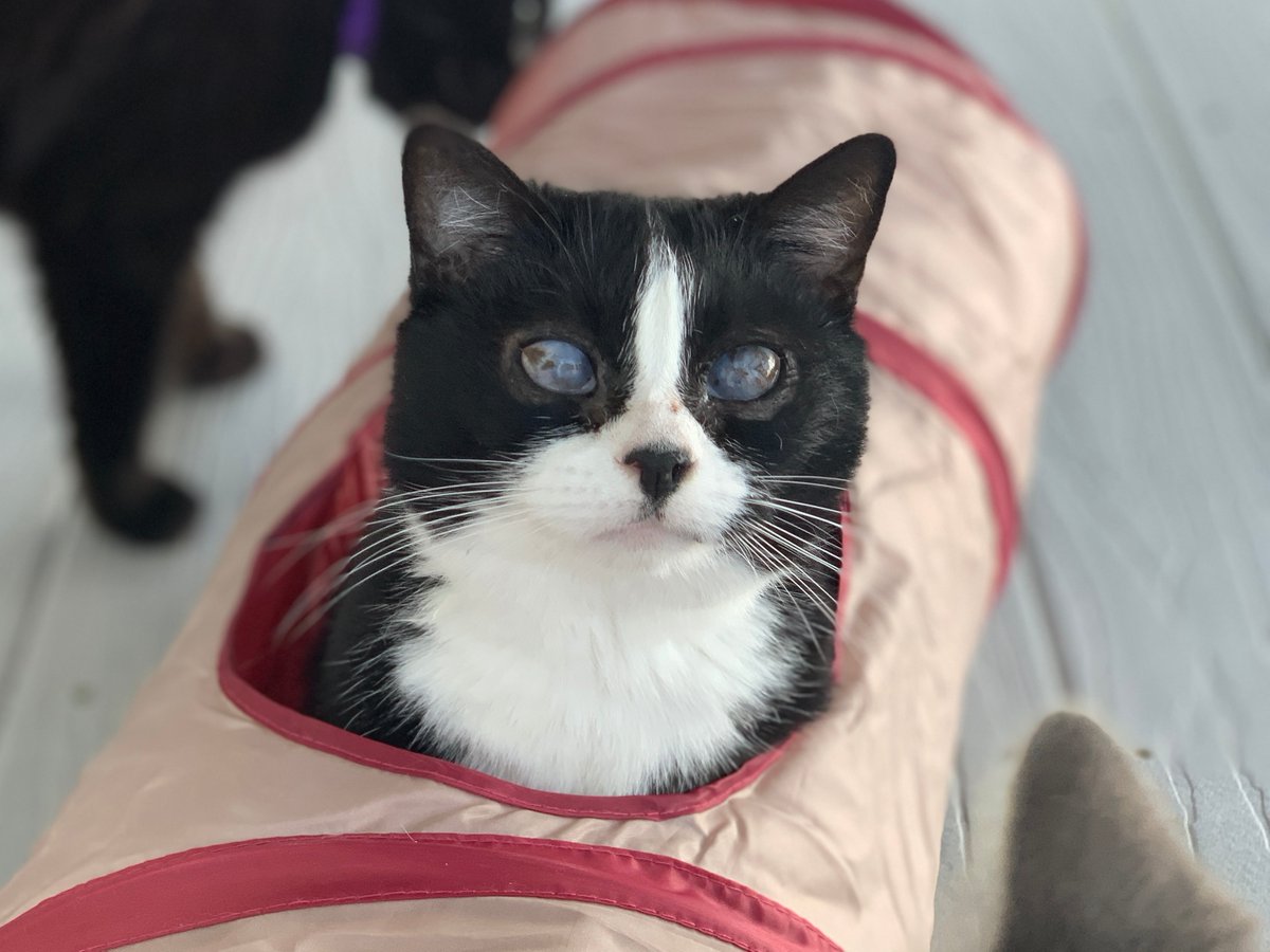 #COTD is Izzy! She is a blind kitty who has been with us since 2012! Izzy is a lazy lady who loves to lounge out in her hammock or cuddle with her best friend LT. You can always find them snuggling together! 💙 😻 Read more: blindcatrescue.com/cats/izzy.htm