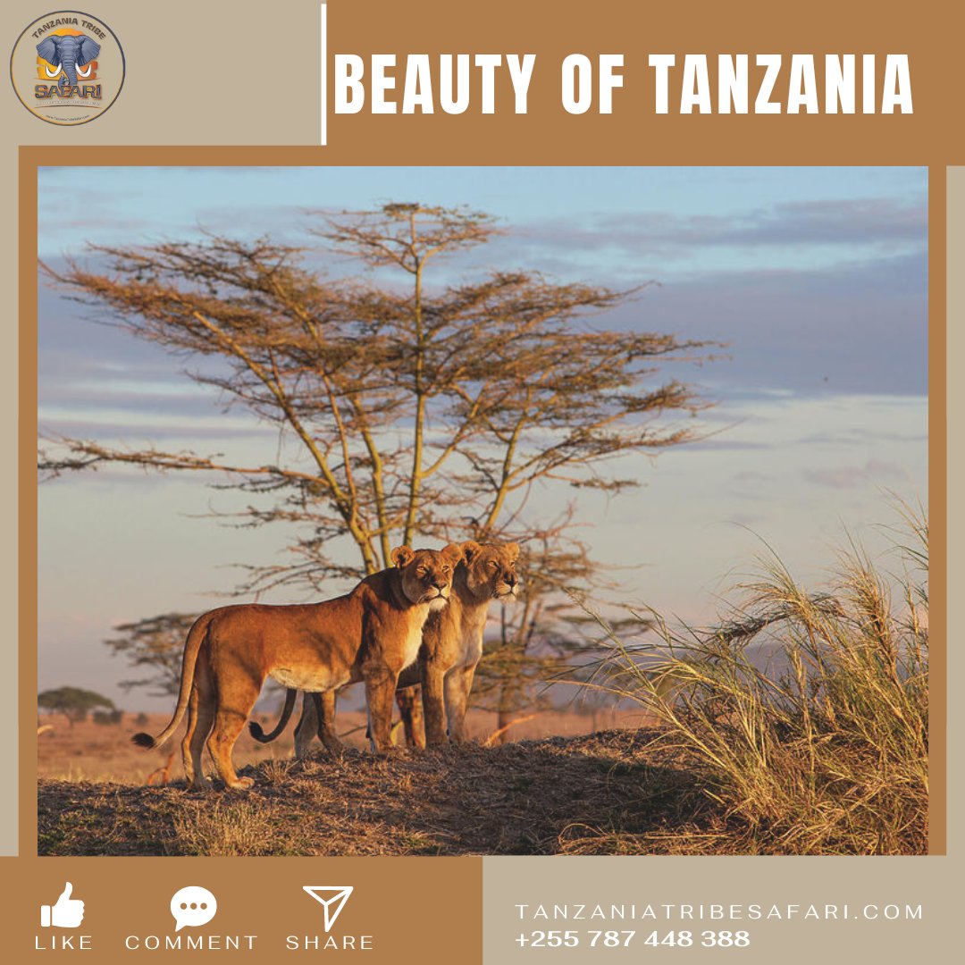 Tanzania is rich with some of Africa's most spicy national parks along with natural attractions, including breathtaking Mount Kilimanjaro.

visit us @ tanzaniatribesafari.com/tanzania-desti…

#visiteastafrica #TanzaniaSafari #AfricanAdventure