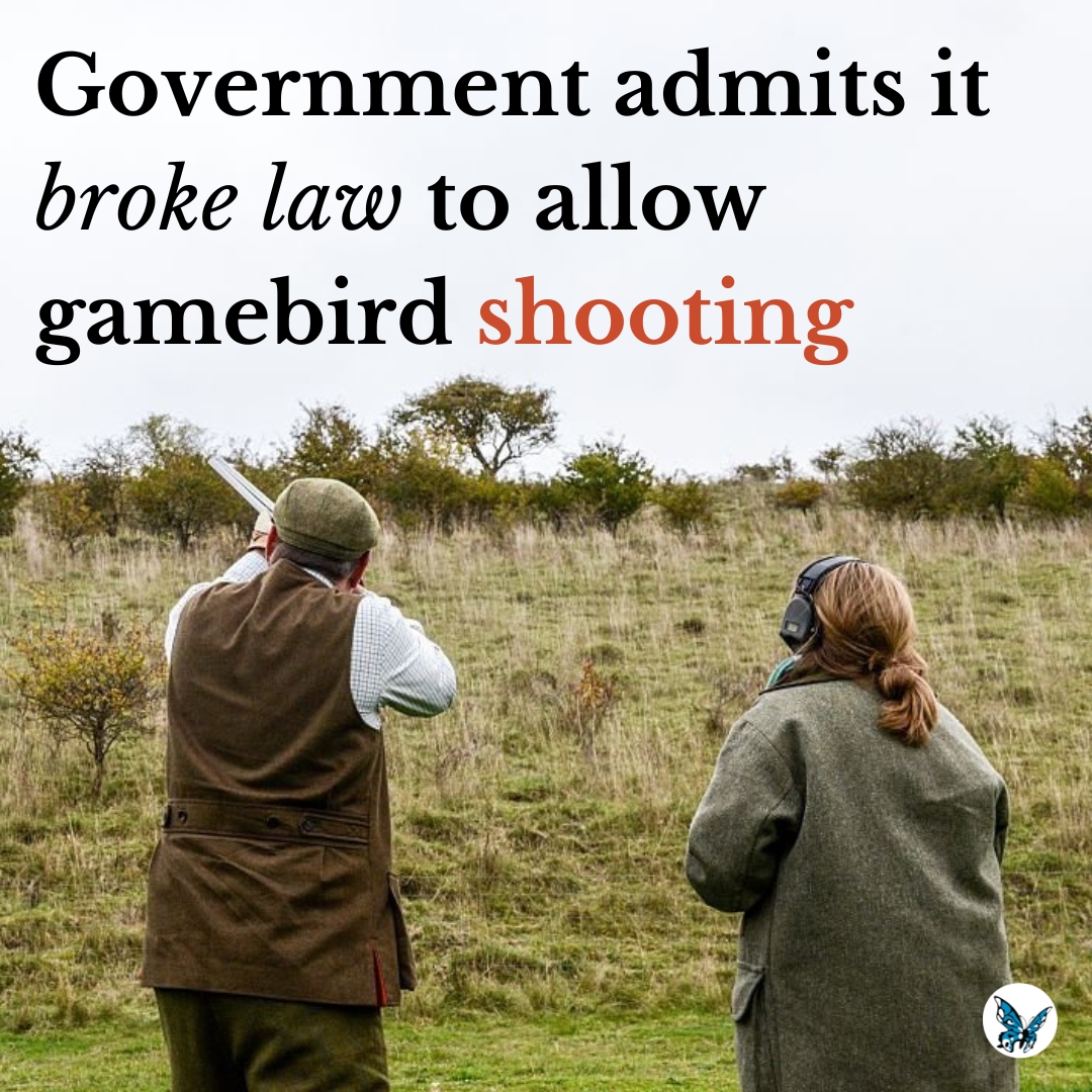 The government has admitted that the former environment secretary broke the law when she issued licences to release gamebirds for shooting... against expert advice. Find out more ⤵️ opendemocracy.net/en/uk-governme… #hunting #ukgovernment #ukpolitics