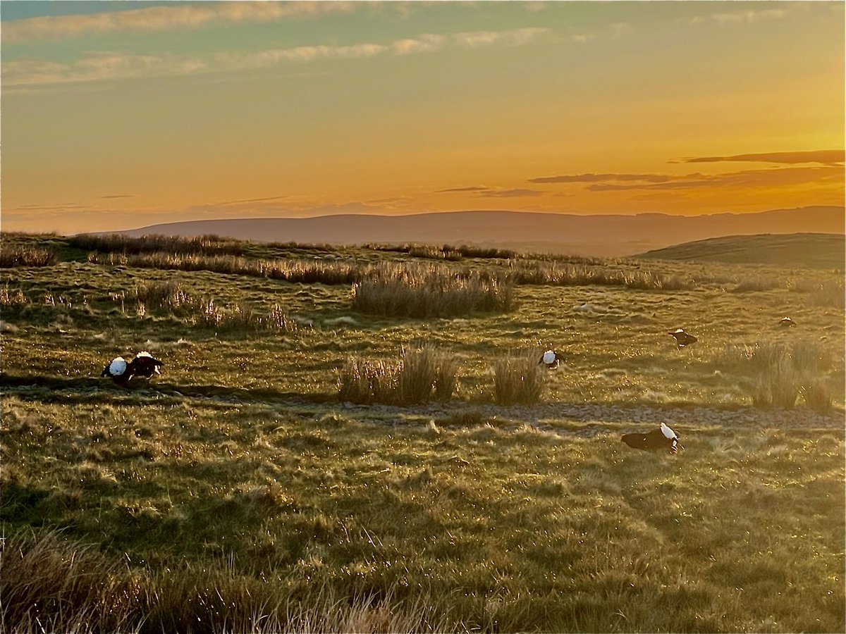 An amazing 48hrs in the uplands Drumming Snipe, sitting Lapwing, territorial Golden Plover, hunting Short Eared owl, a distant Hen Harrier and lecking Black Grouse Land use change be careful what you wish for, but a little birch scrub would go amiss!