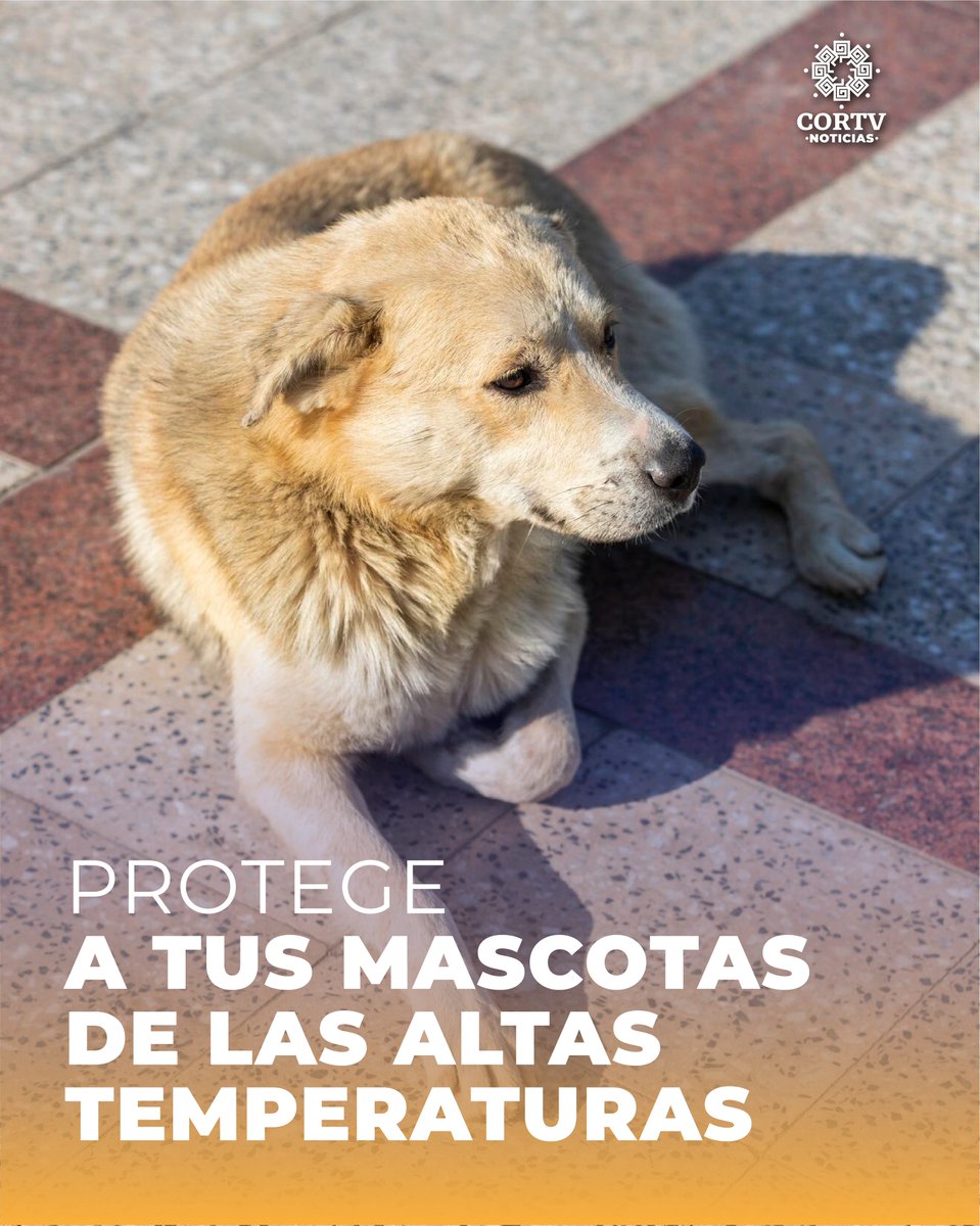 ¡Protege a tus mascotas del calor este verano! 🐾☀️ ✅ Siempre mantén agua fresca a su alcance. ❌ Evita dejarlos en lugares sin sombra. ⏰ ¡Cuida las horas de paseo! El asfalto caliente puede quemar sus patitas. 🚫 No cortes su pelaje, les brinda protección solar.