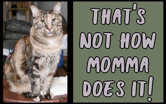 MKandHerBC's tweet photo. Today's re-run from January 2023: That's not how Momma does it!
#notmomma #cats #goingwithout #feelsorryforus
https://t.co/pUeAQUW1Z0 https://t.co/Iv26rPj50X