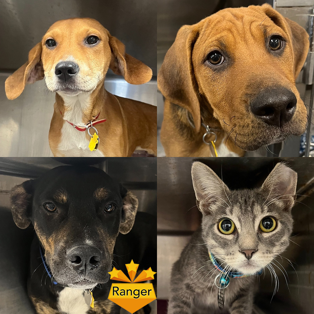 Our mobile adoption unit is coming to Petco in Oceanside, NY (2824 Long Beach Road) this SATURDAY, 4-20-24, from 11am to 3pm!  
To get pre-approved, please email Offsite@AnimalLeague.org! #GetYourRescueOn #Adopt #Oceanside #80YearsofRescue