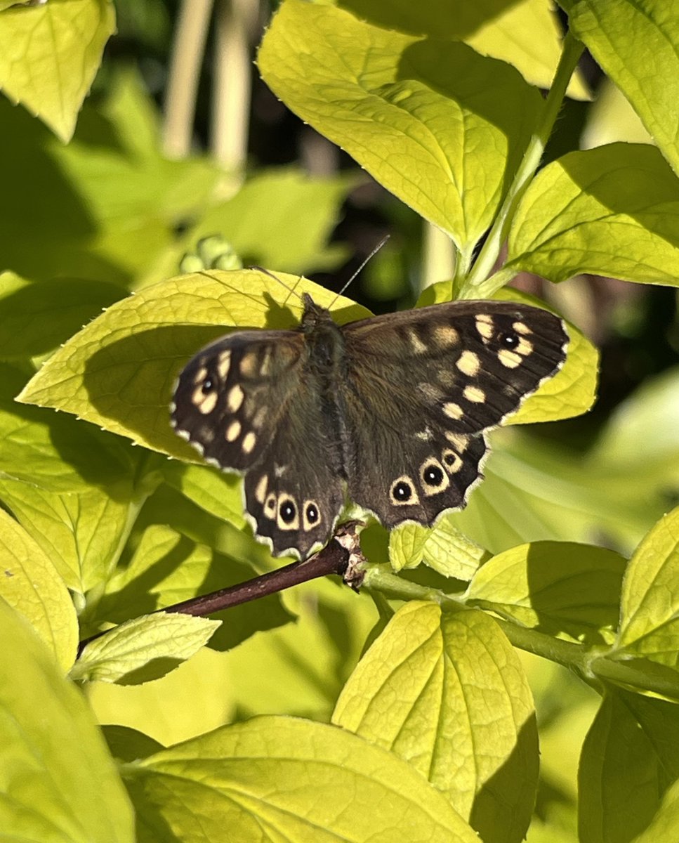 Only my second garden butterfly this year, and what a beauty! This Speckled Wood actually landed right by me while I was scrutinising my Philadelphus bush for insects. @BCWarwickshire @savebutterflies