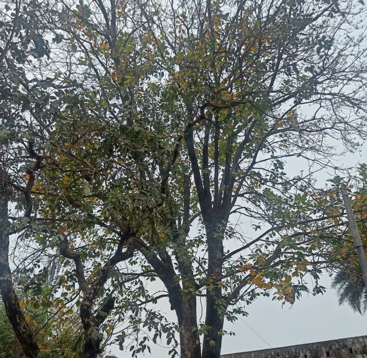 tikulli's tweet photo. Foraging mahua in the charbagh of Safdarjung Tomb. It was eaten and brought home too to make a salsa. Delhi Trees are a gift that keeps giving in every season. #TreesofDelhi #DelhiTrees #Delhi #MahuaTree #edibleflowers #treepeople @NDNS_HQ @treesofcochin @seasonwatch_in https://t.co/jAnCVNsVN8