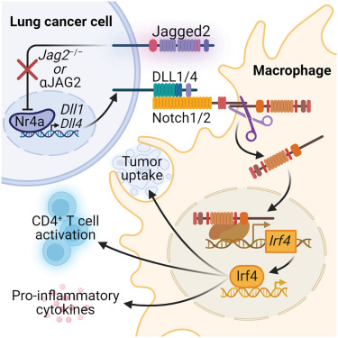 Jagged2 prevents expansion of immunostimulatory macrophages and anti-tumor T cell immunity by subverting tumor DLL1/4 rewiring of macrophages via IRF4 @ImmunityCP cell.com/immunity/fullt…