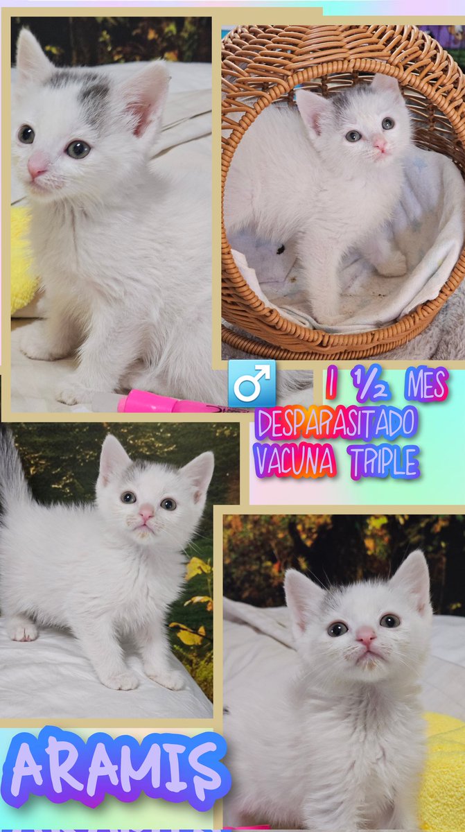 gatitosasalvo's tweet image. Imagina tres gatitos bebés, cada uno con una mirada tierna y curiosa. Están esperando pacientemente a alguien que les ofrezca una #ADOPCIÓNRESPONSABLE. Con pequeños maullidos, parecen decir: &quot;¿Podrías ser tú nuestro nuevo amigo?&quot; 

#ATHOS
#ARAMIS Y
#VIRGINIAWOLF