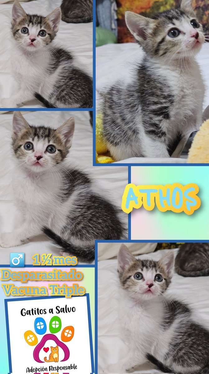 gatitosasalvo's tweet image. Imagina tres gatitos bebés, cada uno con una mirada tierna y curiosa. Están esperando pacientemente a alguien que les ofrezca una #ADOPCIÓNRESPONSABLE. Con pequeños maullidos, parecen decir: &quot;¿Podrías ser tú nuestro nuevo amigo?&quot; 

#ATHOS
#ARAMIS Y
#VIRGINIAWOLF