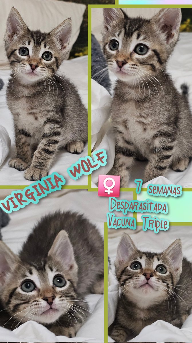 gatitosasalvo's tweet image. Imagina tres gatitos bebés, cada uno con una mirada tierna y curiosa. Están esperando pacientemente a alguien que les ofrezca una #ADOPCIÓNRESPONSABLE. Con pequeños maullidos, parecen decir: &quot;¿Podrías ser tú nuestro nuevo amigo?&quot; 

#ATHOS
#ARAMIS Y
#VIRGINIAWOLF