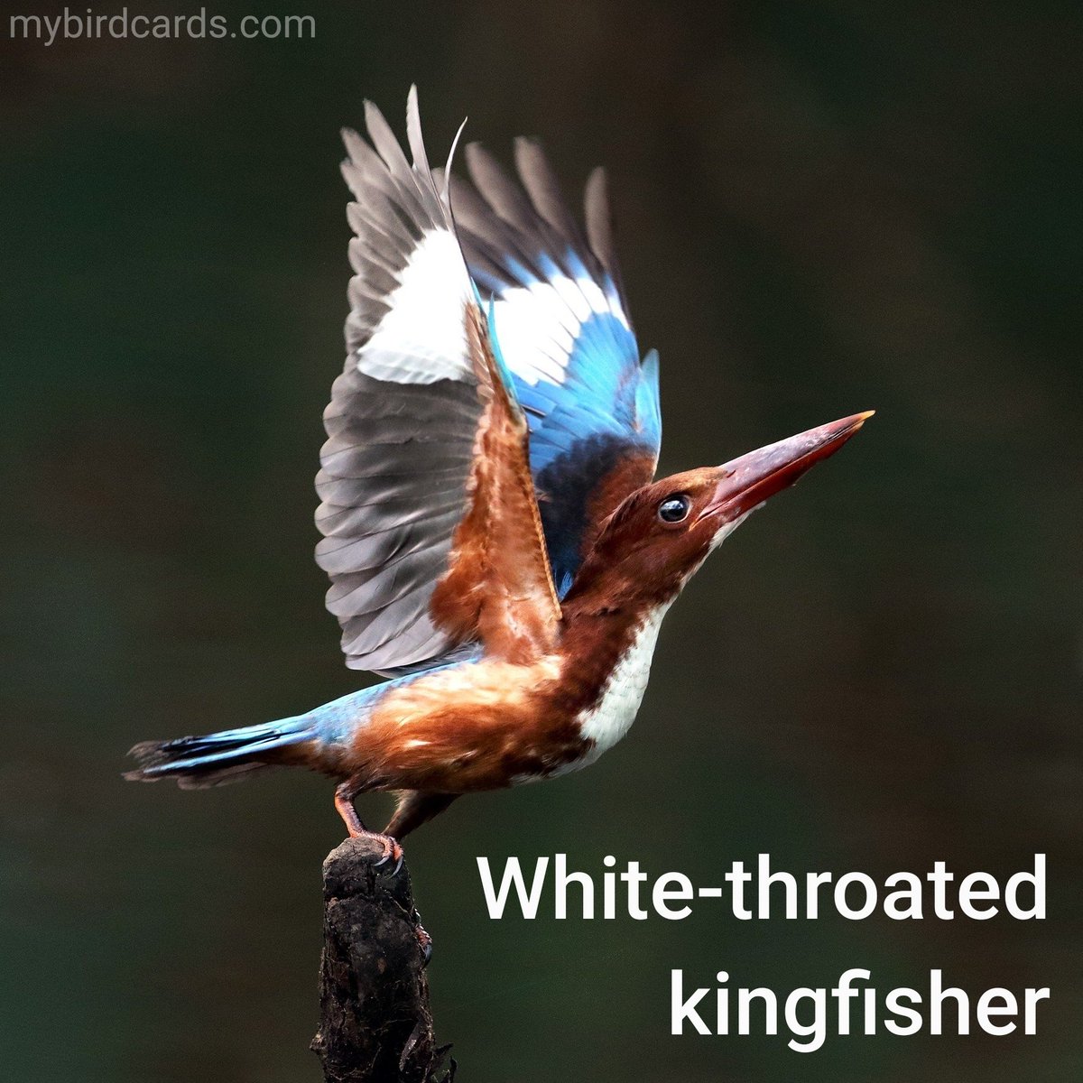 🌏 White-throated kingfisher (Halcyon smyrnensis) #Asianbirds | #mybirdcards #birdcards #birds🦜 #BirdsOfTwitter #birds
