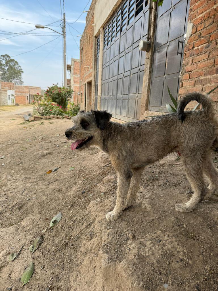 Amigos él es Benito,uno de los rescatados que llegará de Jalisco el domingo y el lunes ya estará con nosotros ♥️ Es talla chica,si alguien le puede dar Hogar temporal estaría genial,tiene que ser en Cdmx para poderlo llevar al veterinario y traerlo a fotos. Está en adopción 🐶