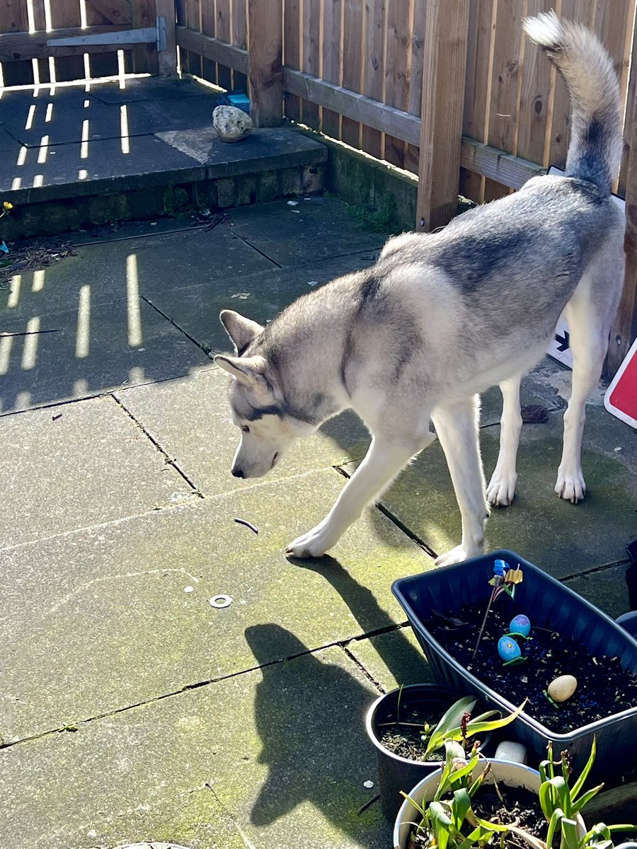 Here’s a pic of my #HuskyBrat Thunder enjoying the cold day outside.  He’s being the cutest #husky ever.

#snowdog #dogsoftwitter 

Who doesn’t love these awesome floofers.

XD