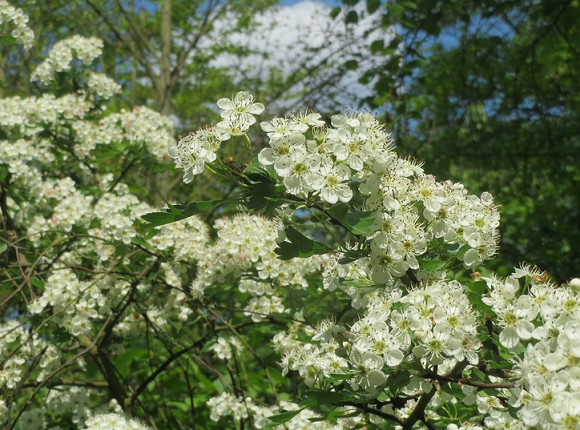 Word of the Day: pren bara a chaws 'hawthorn, Cratægus monogyna': geiriadur.ac.uk/gpc/gpc.html?p… – an interesting name for hawthorn (literally, 'bread and cheese tree'). Used colloquially in Denbighshire, says the Dictionary. Who uses it now?