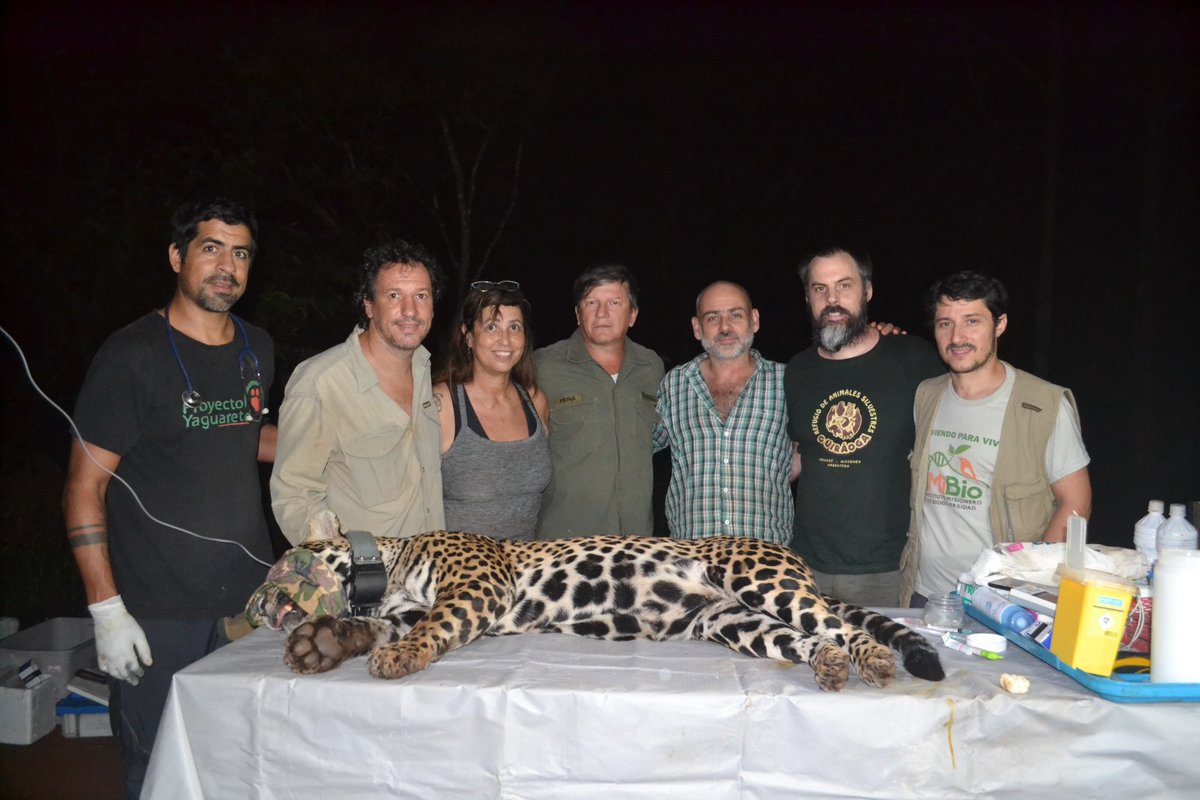 🐆🐾👩🏻‍🔬Se capturó a la yaguareté #Kunumí para su monitoreo en Península de Andresito. Se hizo de forma conjunta @proyaguarete , #IMiBio, @guira_oga , @AvesArgentinas , @misioneseco y miembros de Subcomisión Selva Paranaense para la Conservación del Yaguareté y Projecto Onças (Br)