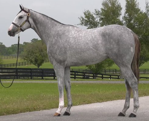 A Tapit!!!!(could u tell?) out of a multiple stakes winning mare…who can go 21 flat. We’re in!!! @Gainesway @OBSSales