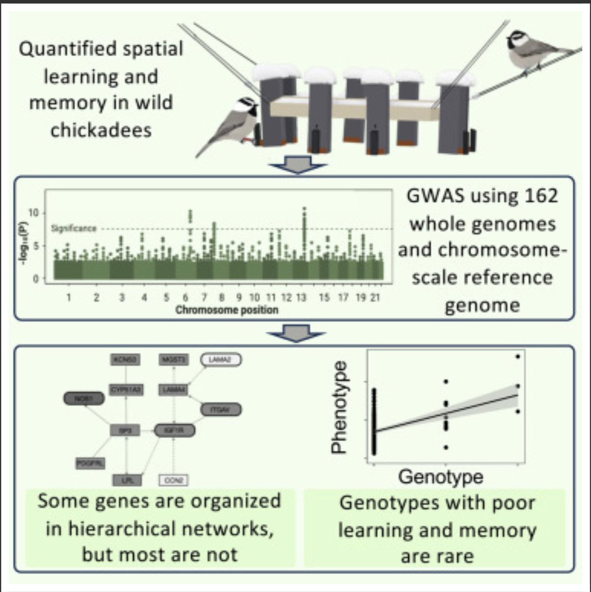 New paper in @CurrentBiology from our collaboration with @Dr_Scott_Taylor on genetics of variation in spatial cognitive abilities in food-caching chickadees. New reference genome, 162 full genomes. cell.com/current-biolog…
