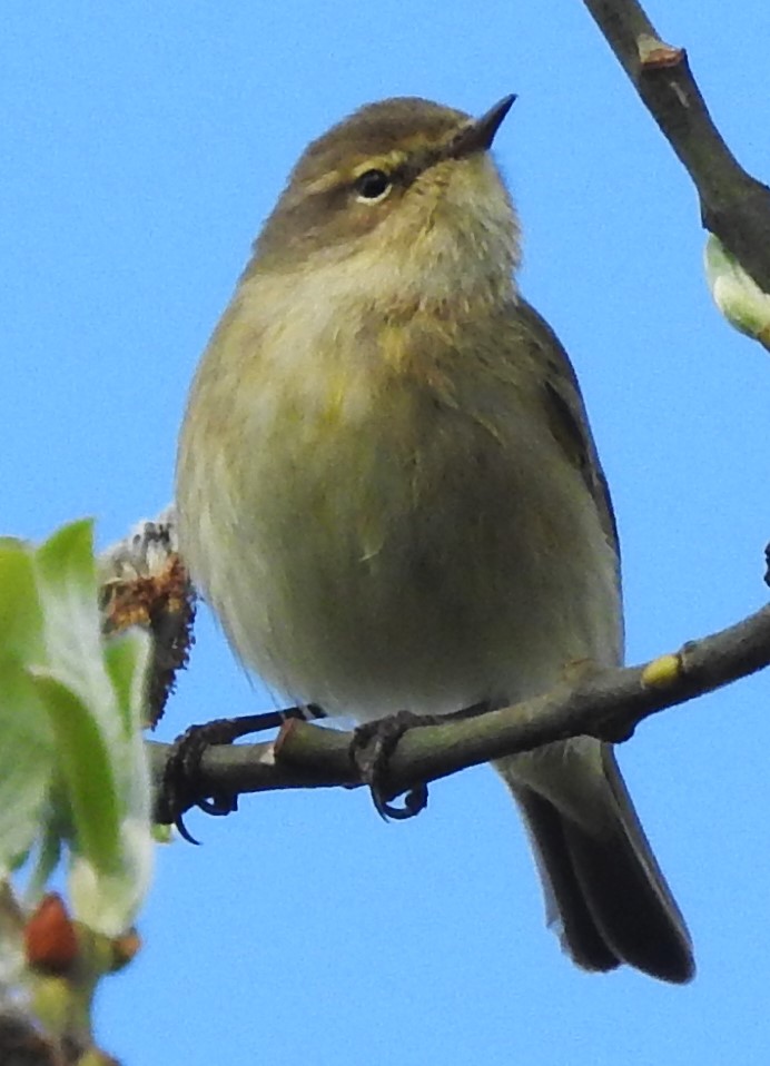 Chiffchaff