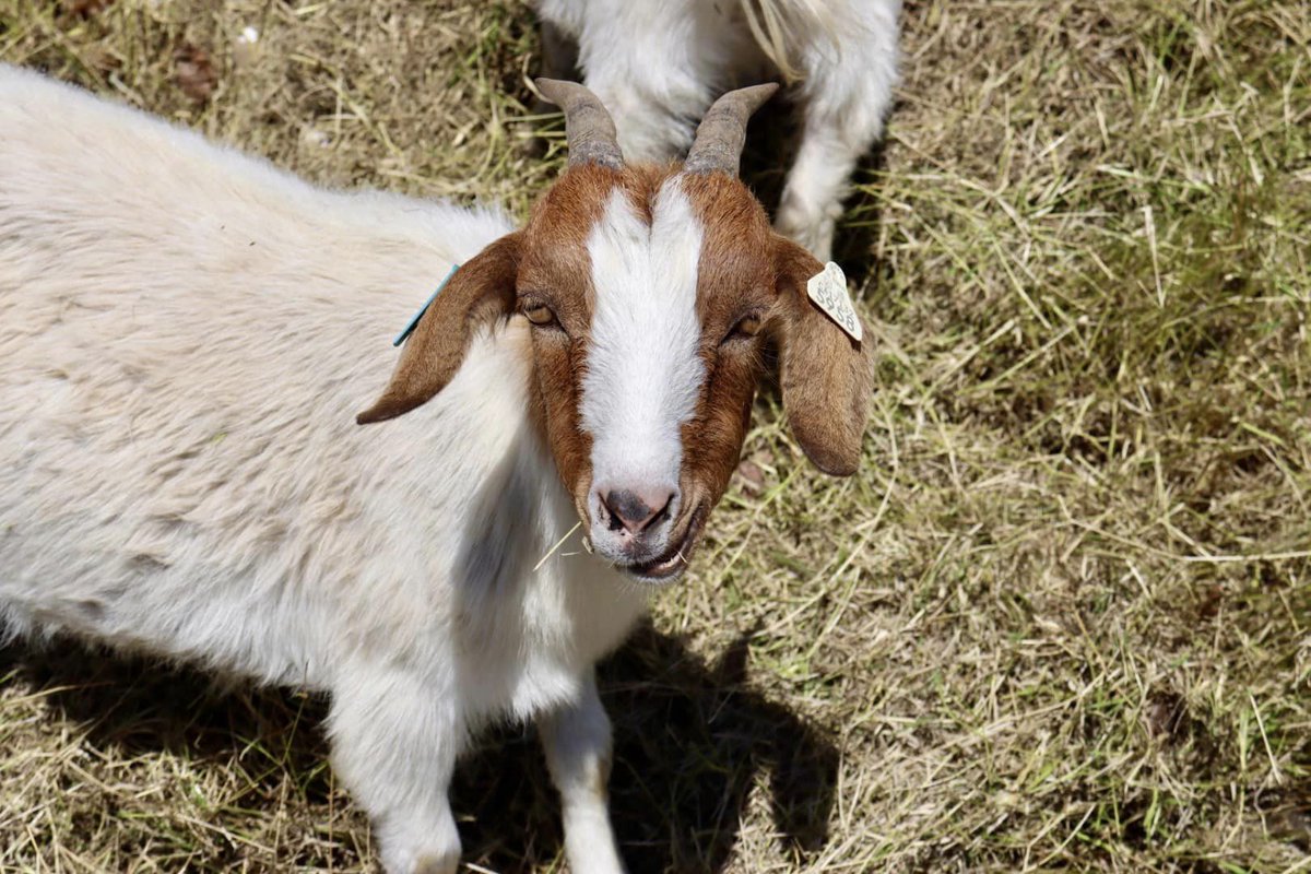 cityofwestsac's tweet photo. Wondering where the #WestSacGoats are?

They’re working in two locations: Near the Mike McGowan Bridge and in “Honda Hills” between Village Parkway and S. River Road.

🐐 Want to know where the goats will be next? Follow them at https://t.co/ZTgW8SxK5e! https://t.co/fgpZGRfK1q