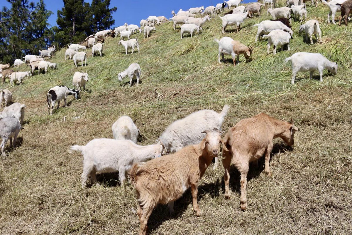 cityofwestsac's tweet photo. Wondering where the #WestSacGoats are?

They’re working in two locations: Near the Mike McGowan Bridge and in “Honda Hills” between Village Parkway and S. River Road.

🐐 Want to know where the goats will be next? Follow them at https://t.co/ZTgW8SxK5e! https://t.co/fgpZGRfK1q