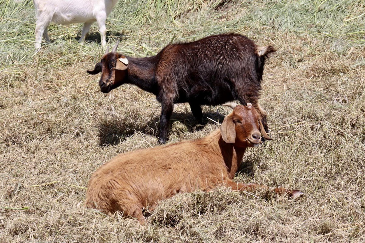 cityofwestsac's tweet photo. Wondering where the #WestSacGoats are?

They’re working in two locations: Near the Mike McGowan Bridge and in “Honda Hills” between Village Parkway and S. River Road.

🐐 Want to know where the goats will be next? Follow them at https://t.co/ZTgW8SxK5e! https://t.co/fgpZGRfK1q