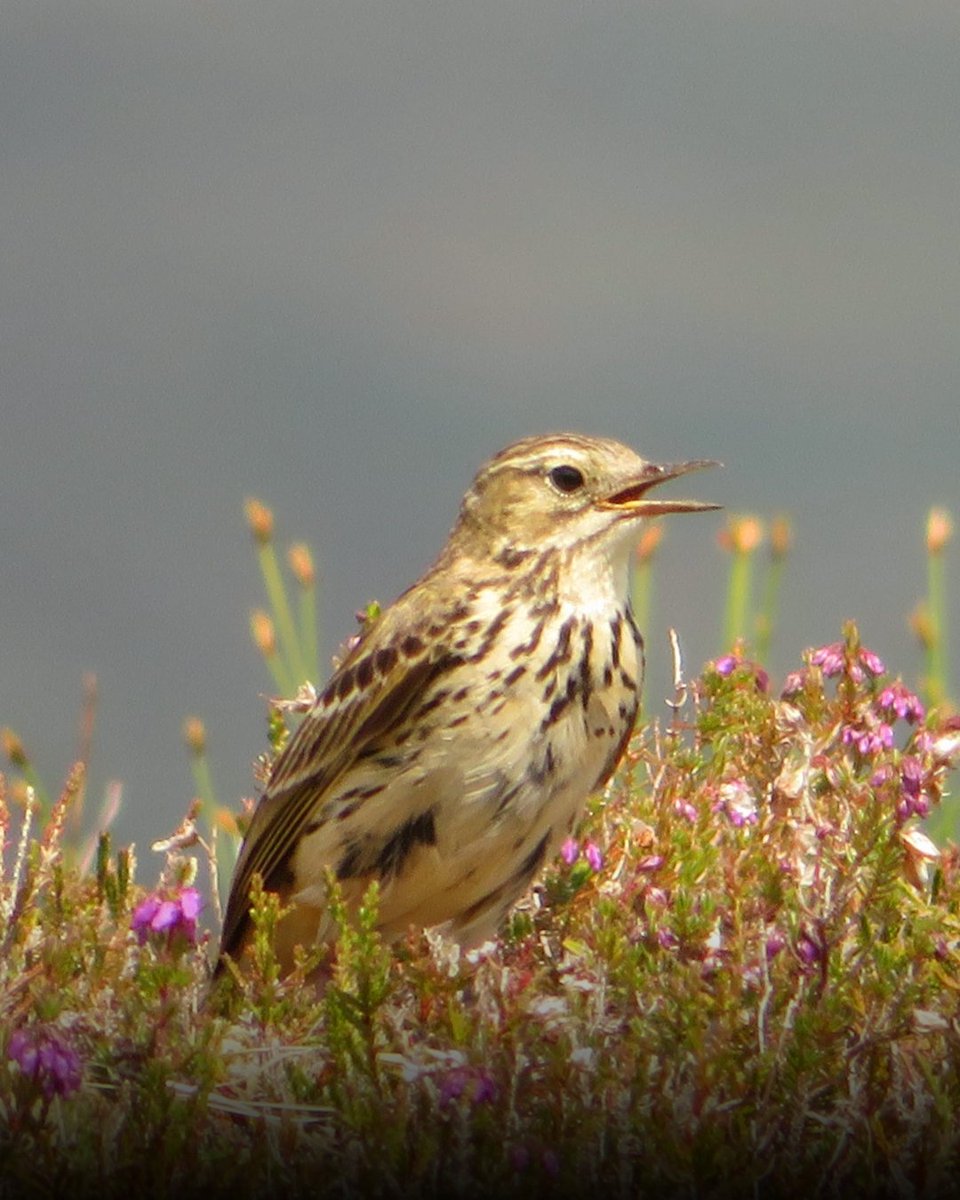 Explore Scotland's Wild Side with Hostelling Scotland 💙

@visitscotland @hihostels #wildside #explorescotland #travelscotland #scottishwild