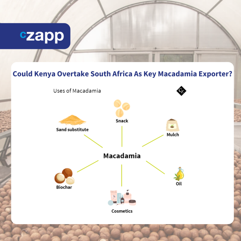 Czapp_portal's tweet photo. Discover how Kenya is challenging South Africa's macadamia dominance! 🌰Find out why Kenya's macadamia industry is booming and its potential to become Europe's top supplier. #Kenya #Macadamia #Export #Agriculture