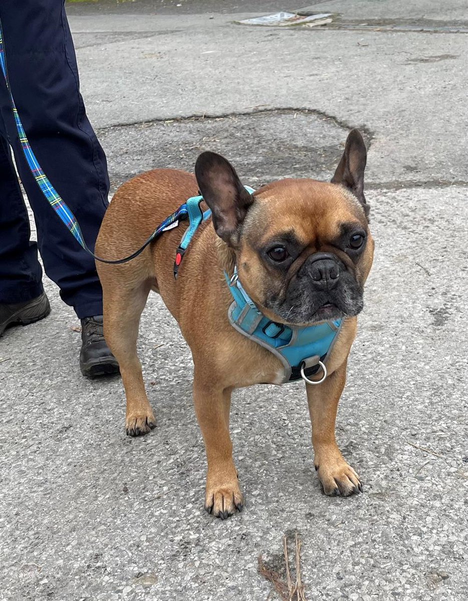 Please retweet to help Giles find a home #LANCASHIRE #UK 🔷AVAILABLE FOR ADOPTION REGISTERED, BRITISH CHARITY🔷 This is Giles a 7 year old French Bulldog, Giles has been re-homed on 2 different occasions but unfortunately due to some of the behaviours he displays he has been…