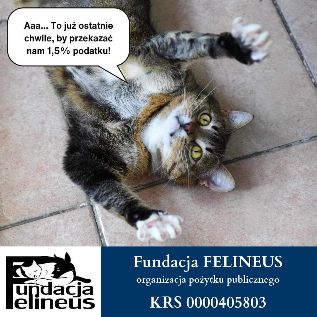 F_FELINEUS's tweet photo. Raz, dwa i trzy... zaczynamy odliczanie do końca okresu rozliczeniowego. To już naprawdę ostanie chwile, by przekazać naszej fundacji swoje 1,5%.
Pamiętaj, że Twoja wpłata może zmienić życie bezdomnych i bezbronnych kociaków 😽
#pomoc #procent #podatek #felineus https://t.co/eCtaH6wRjy