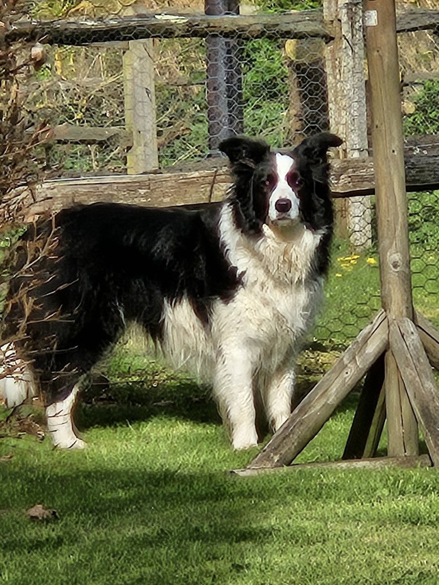 Drying out in what's left of the sunshine. She loves sploshing in the streams from river...what she didn't see were the three young carp...one of which must have touched her leg...not so brave then!, completely spooked her 🤷‍♀️ #bordercollie