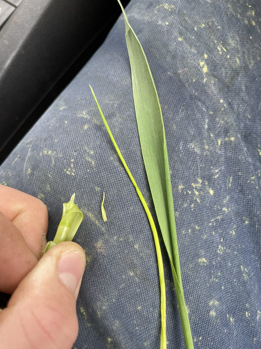 SpunhillLtd's tweet photo. WW @kwsukltd Extase Leaf 2 is poking through!
Leaf 4 has an infection of septoria and yellow rust.
When are we going to have a break in the weather to get a fungicide on?
#wheat #kwsextase #septoria #yellowrust #agriculture #farminguk #agronomy #iblon #revystar #elatusera https://t.co/NfPEvsGX90
