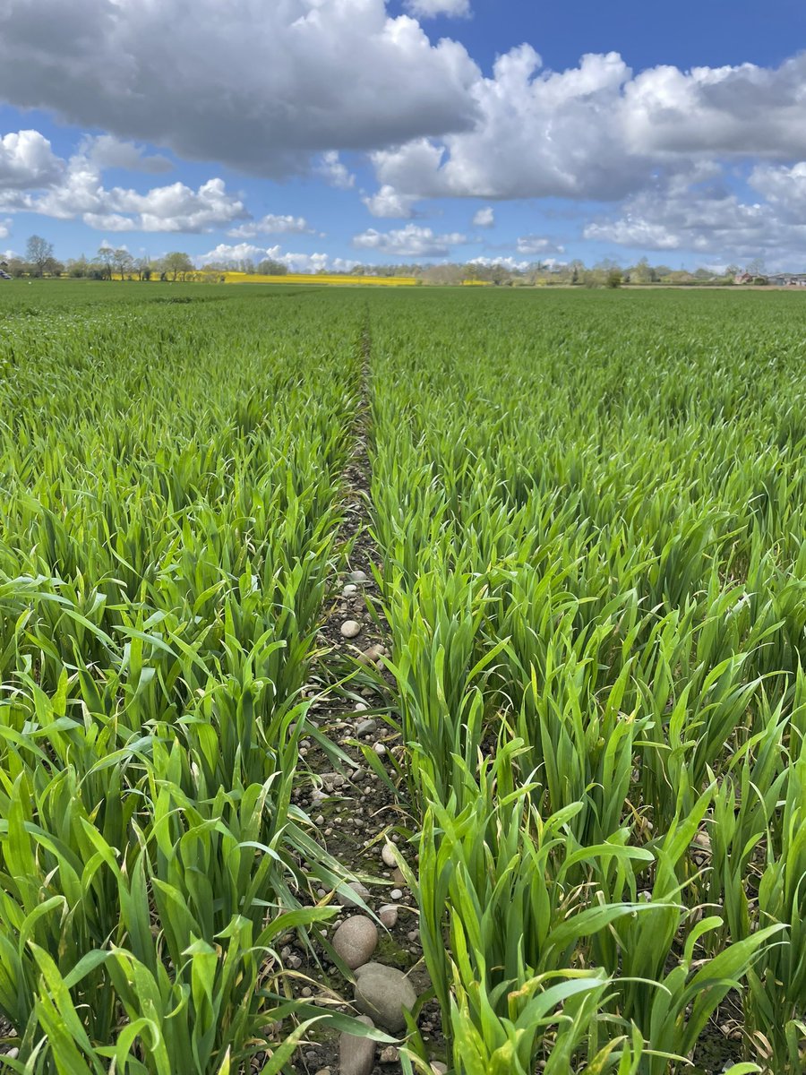 SpunhillLtd's tweet photo. WW @kwsukltd Extase Leaf 2 is poking through!
Leaf 4 has an infection of septoria and yellow rust.
When are we going to have a break in the weather to get a fungicide on?
#wheat #kwsextase #septoria #yellowrust #agriculture #farminguk #agronomy #iblon #revystar #elatusera https://t.co/NfPEvsGX90