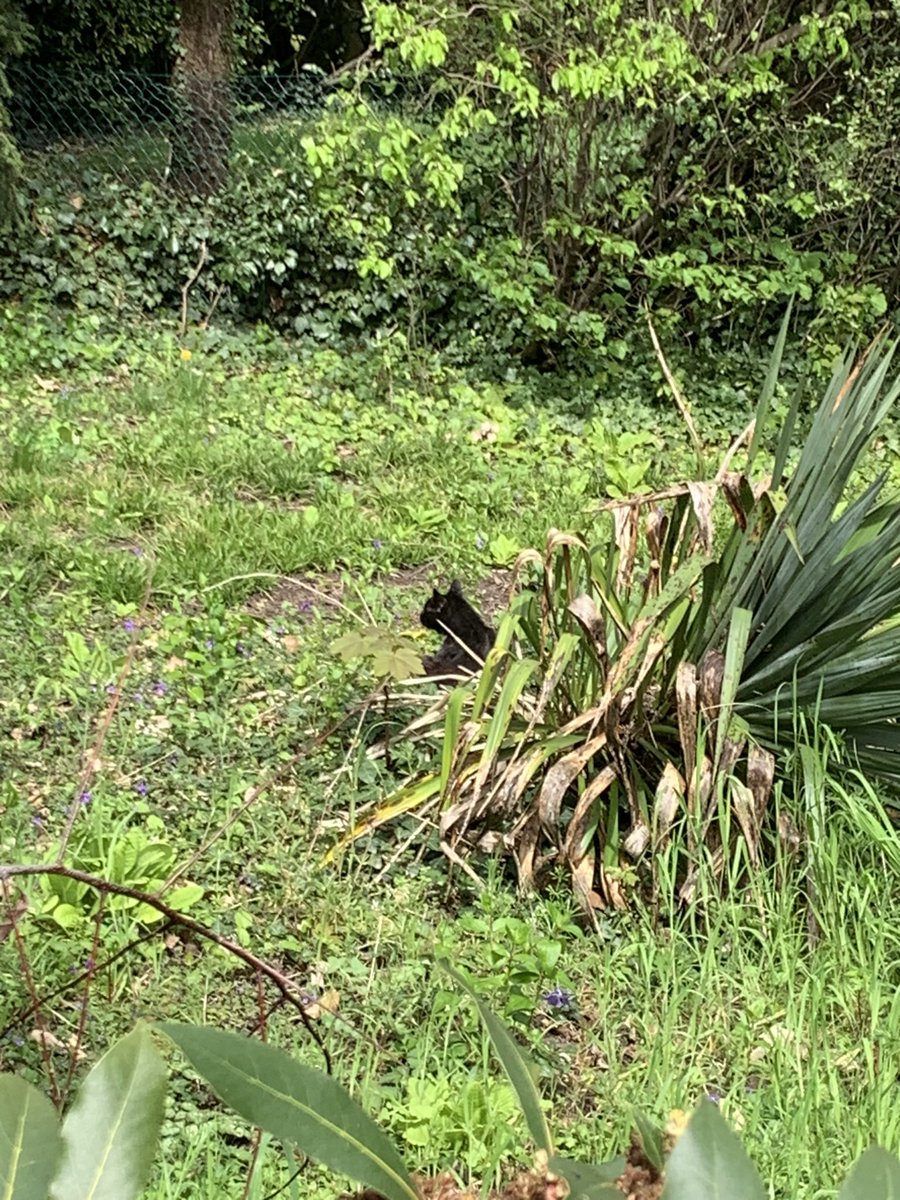 DTilleul's tweet photo. Caliméro a fini sa vie dans le jardin, libre et plus vivant qu’il ne l’avait été ces derniers mois où son esprit l’avait quitté.   @toperisteri tu n’es coupable de rien, tu l’as aimé et soigné autant que possible. https://t.co/0oaun1xStP