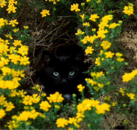 The beauty of yellow flowers pales next to my beauty.🌼🐈‍⬛