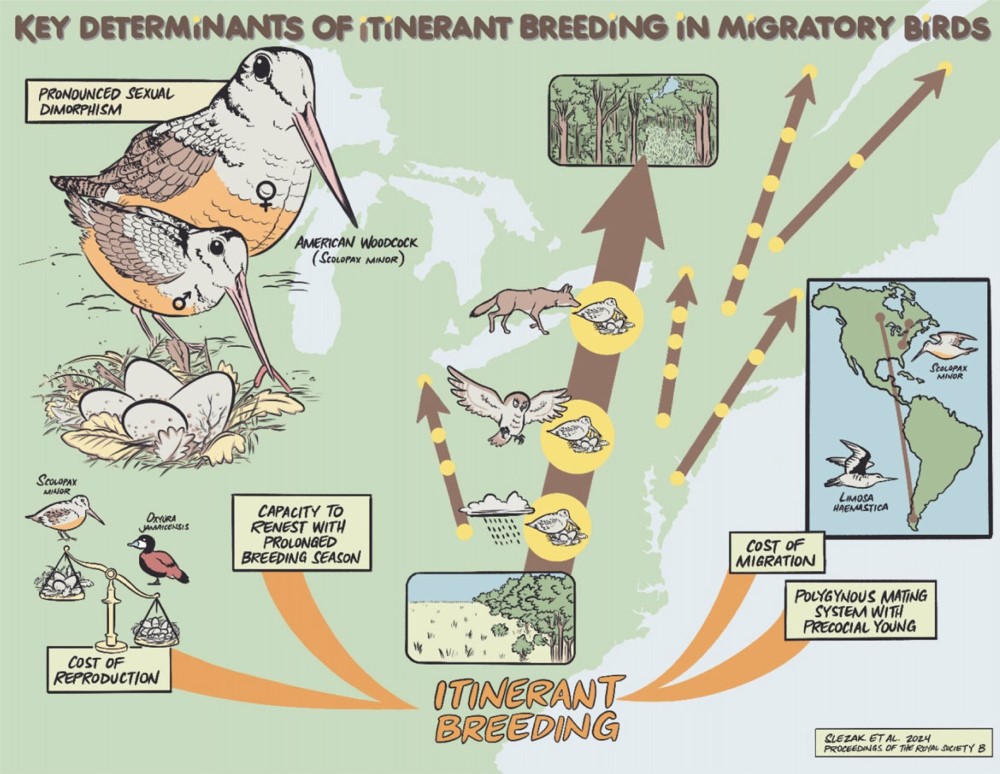 The unconventional life history of the American woodcock—first direct evidence of itinerant breeding in a migratory bird, an incredibly rare breeding strategy that involves the temporal overlap of migratory and reproductive periods | ow.ly/qaAk50RhYHc #ProcB @colby_slezak